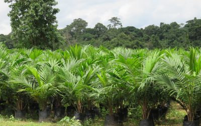 Press Release: Violent tensions at Feronia’s oil palm plantations in the DR Congo