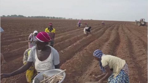 ECOWAS and Partners Want Protection of Women’s Rights in Agriculture and Access to Land