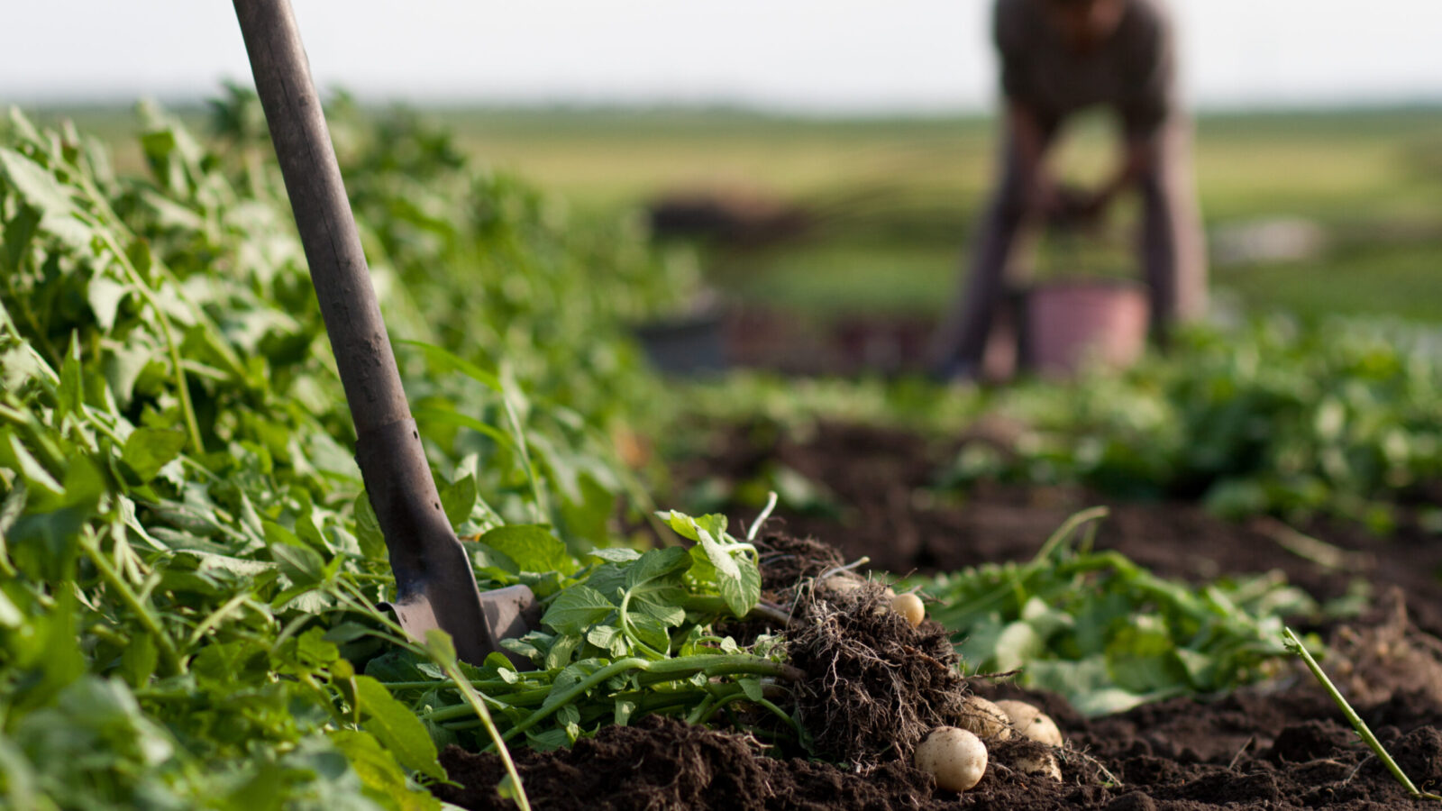 Agroecology